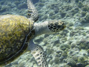  "Flying Turtle" , Rangiroa Tahiti , Sony T1 , Auto mode by Gar Macrae 